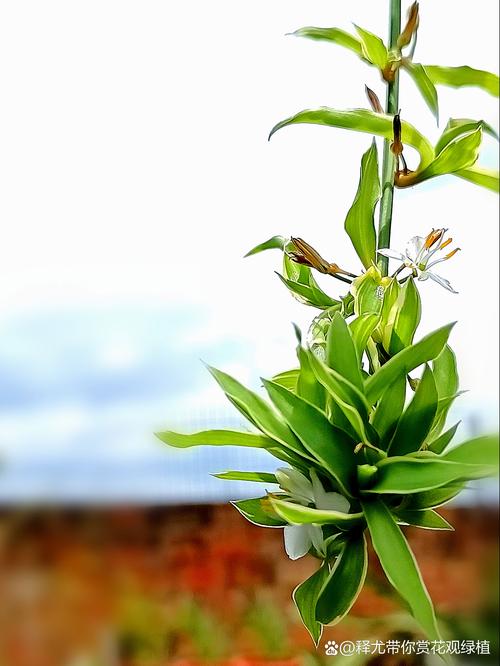 滤镜,视频,元素,特效,照片,摄影,编辑,一款,工具,10